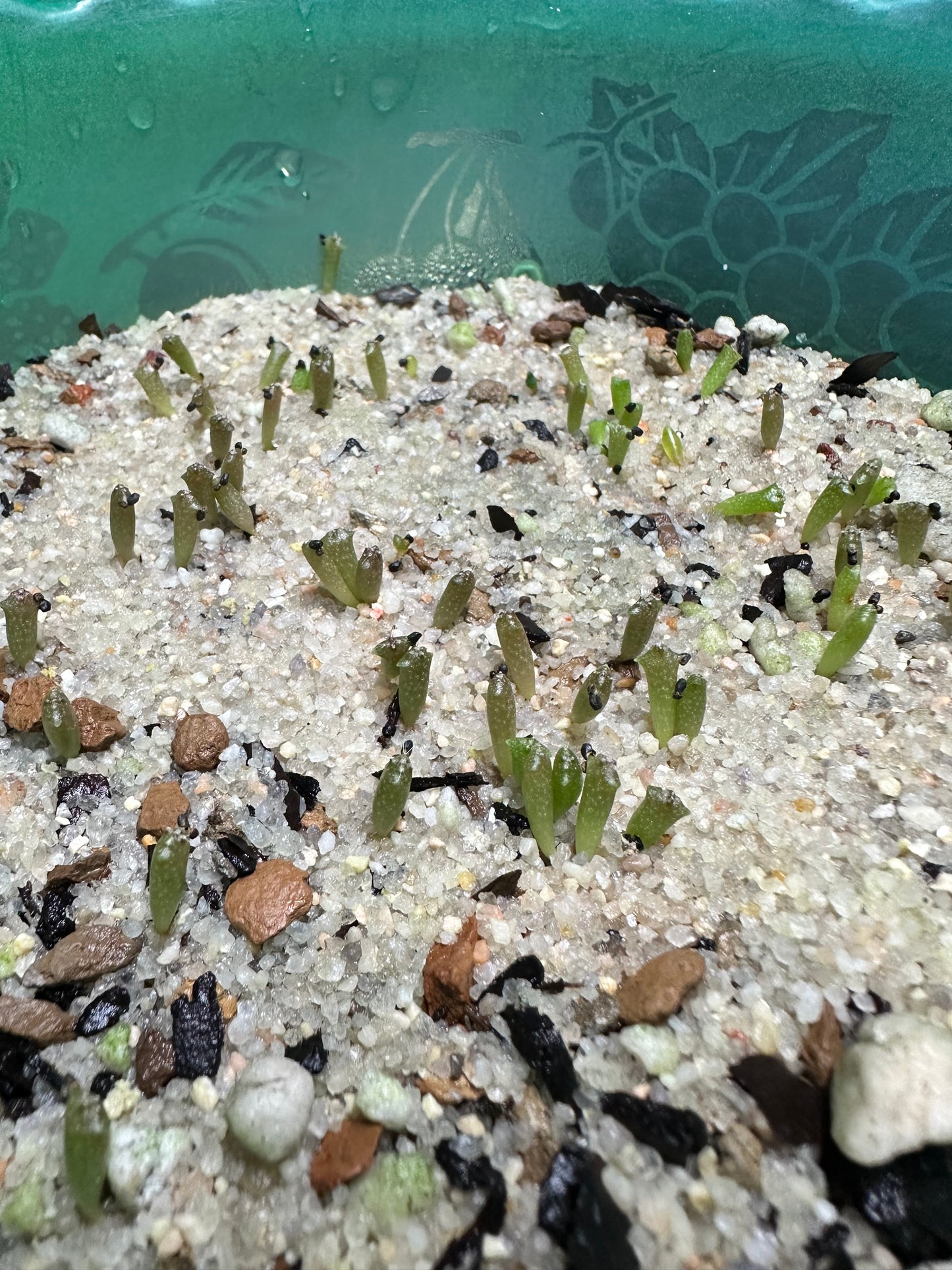 Trichocereus Bridgesii - Bolivian Torch Seeds (30 Pack)