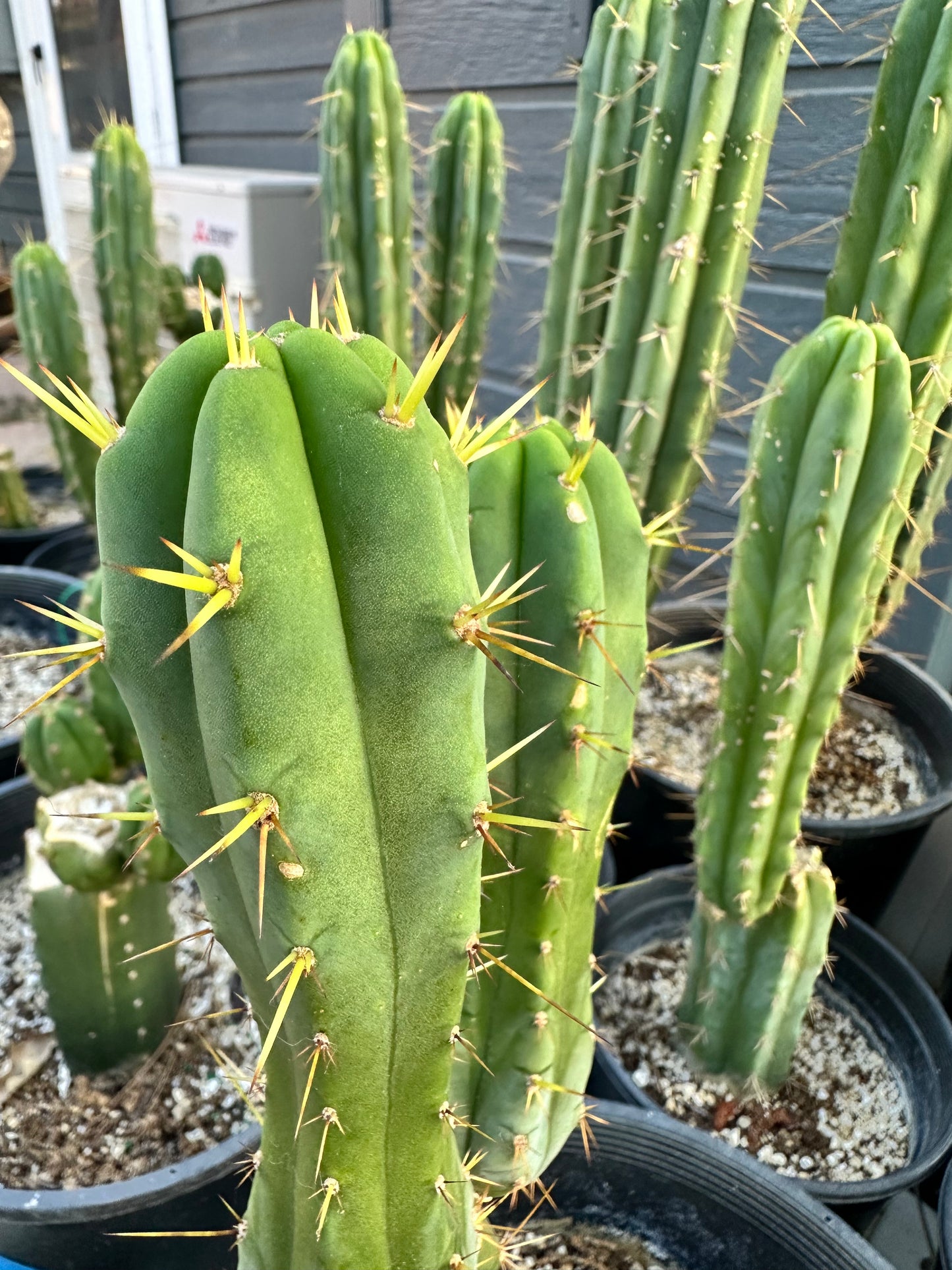 San Pedro Cuttings (5”-6”)