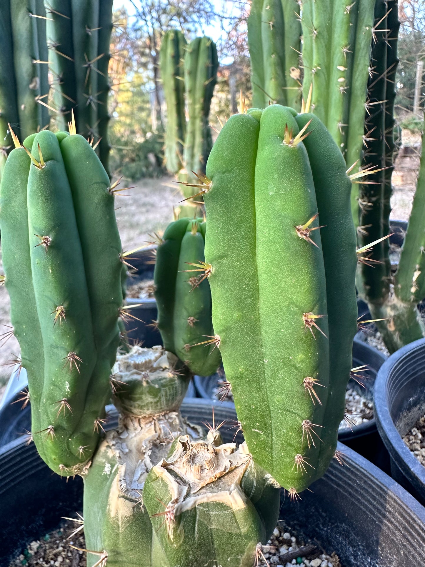 San Pedro Cuttings (5”-6”)