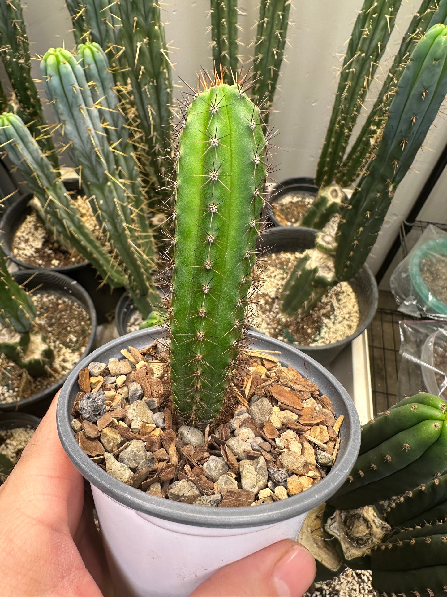 Peruvian Torch Seedlings 3 years Old