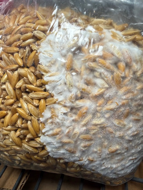 3 Pound Bag of Grains | S.T.M.