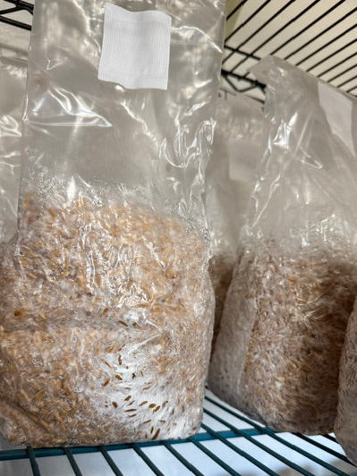 Colonized 3LB Bag - SNAPE