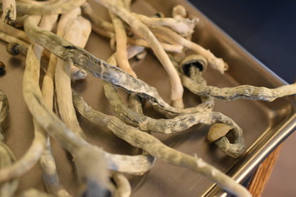 Psilocybe ochraceocentrata (formerly Psilocybe natalensis)