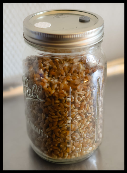 1 Sterilized Jar of Rye Berries | Grains | S.T.M.