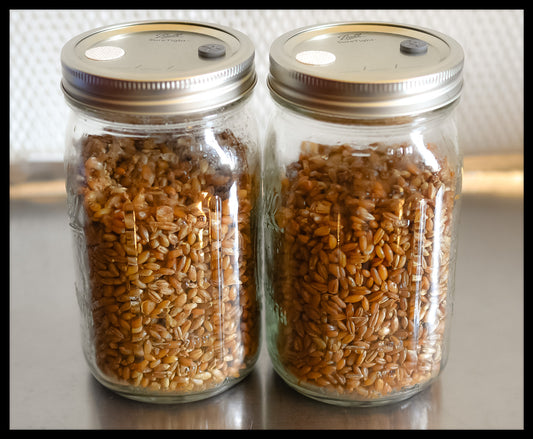 2 Sterilized Jars of Grain | S.T.M.