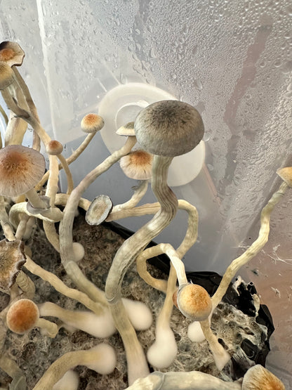 Psilocybe ochraceocentrata (formerly Psilocybe natalensis)