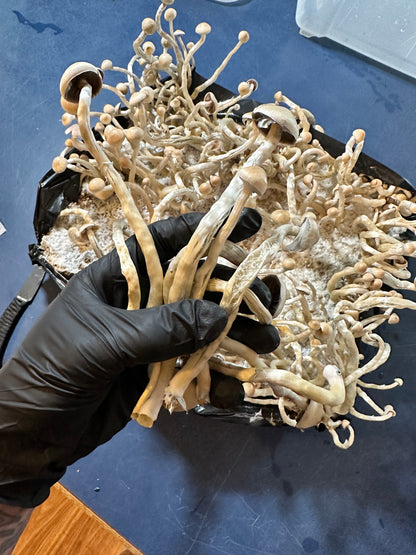 Psilocybe ochraceocentrata (formerly Psilocybe natalensis)