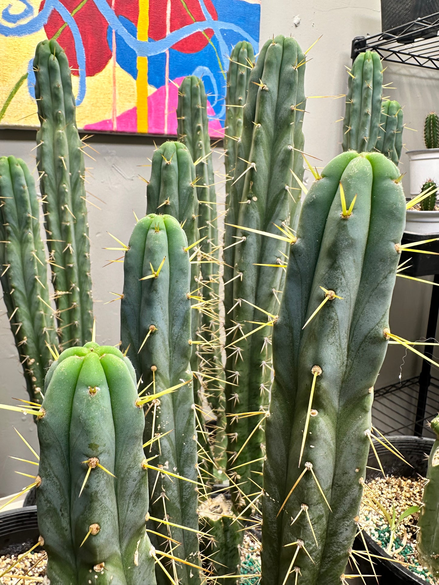 Trichocereus Peruvianus - Blue Torch Seeds (30 Pack)