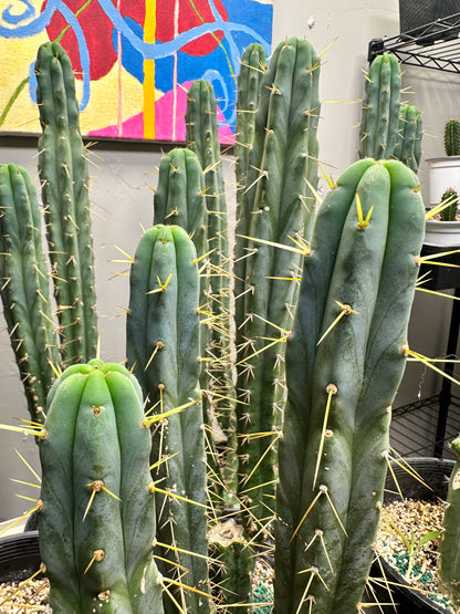 San Pedro Cuttings (6”-8”)