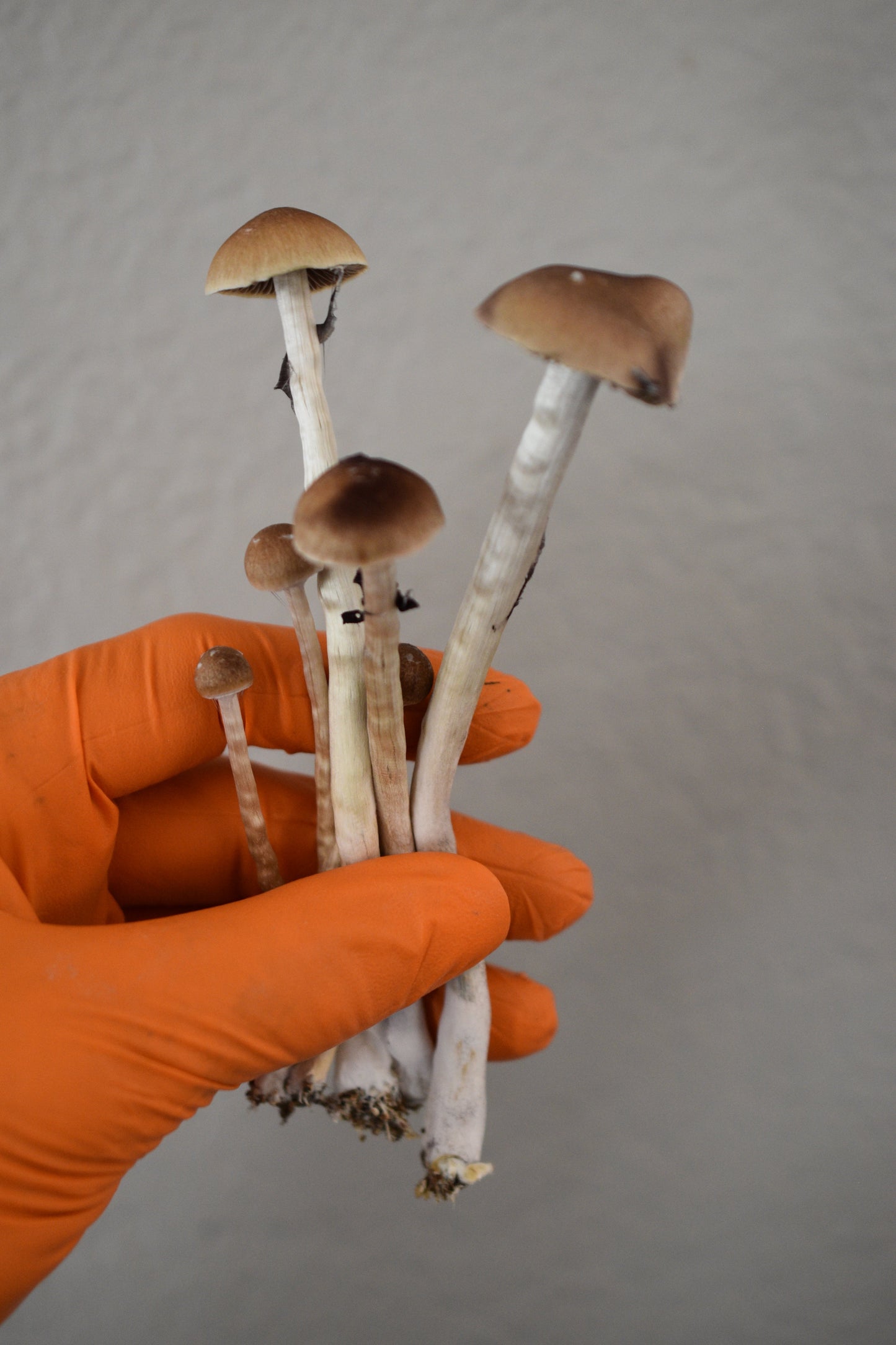 Blue Meanies (Cubensis)