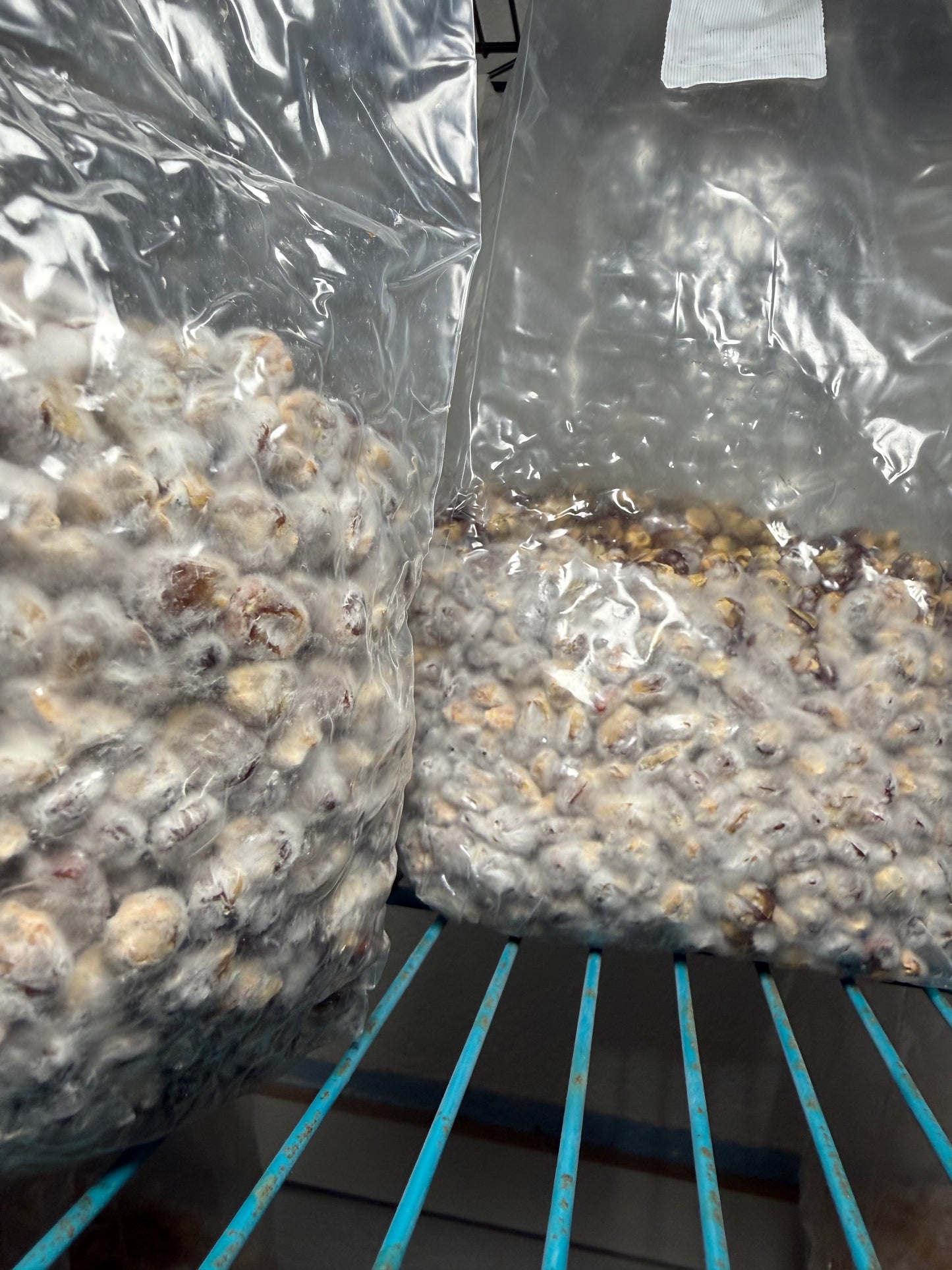 Colonized 3LB Bag - Tidal Wave 4