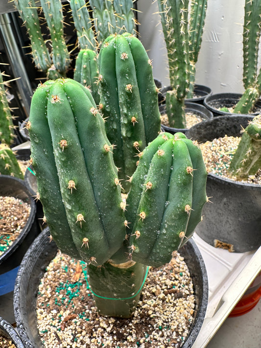 Peruvian Torch Cutting