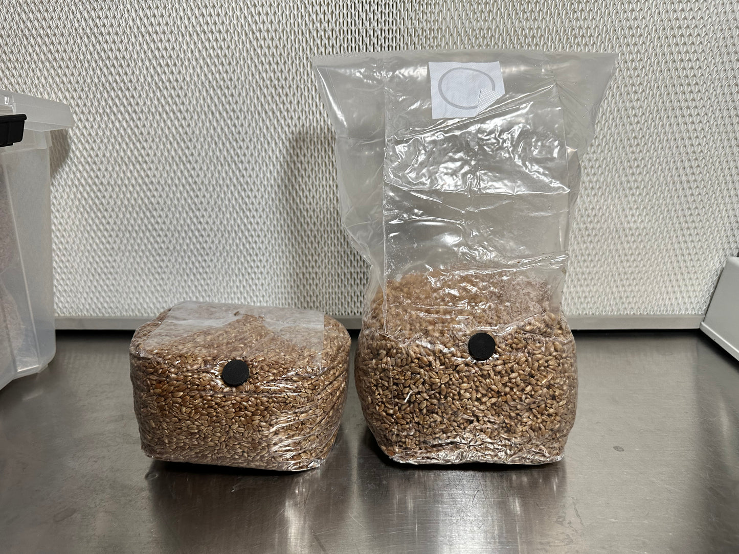 3 Pound Bag of Rye Berries | S.T.M.
