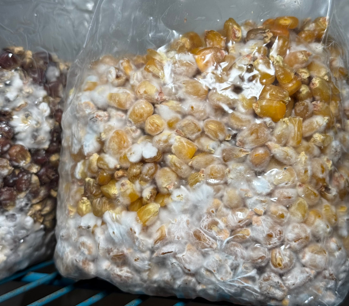 Colonized 3LB Bag - Melmak
