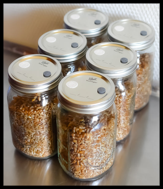 6 Sterilized Jars of Rye Berries | Grains | S.T.M.