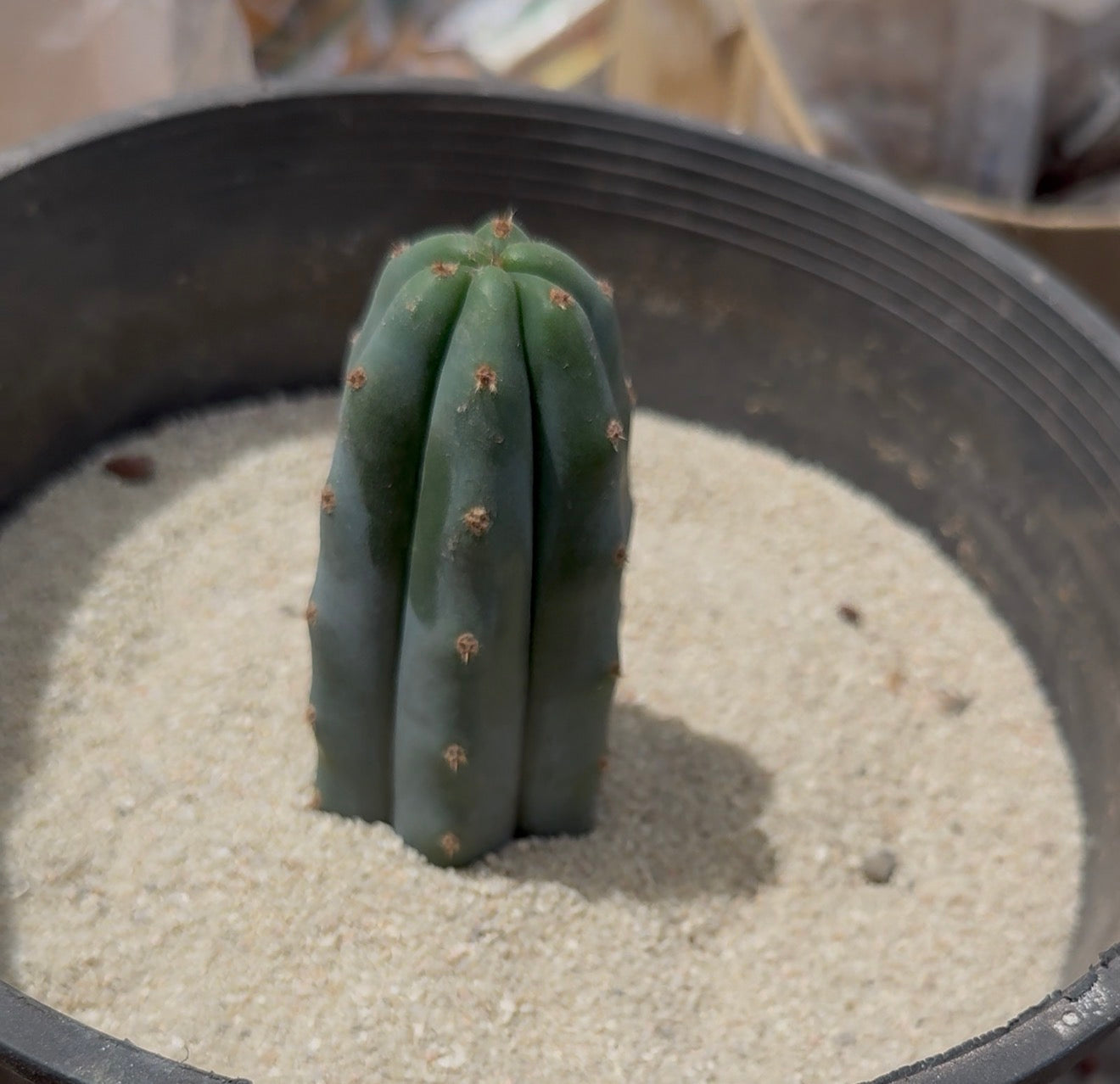 Cacti Transplanting Kit