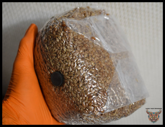 3 Pound Bag of Rye Berries | S.T.M.