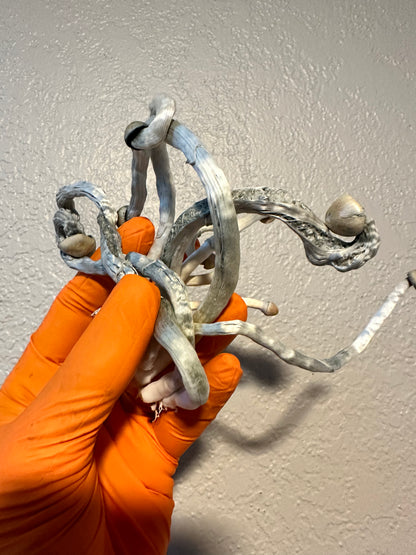 Psilocybe ochraceocentrata (formerly Psilocybe natalensis)