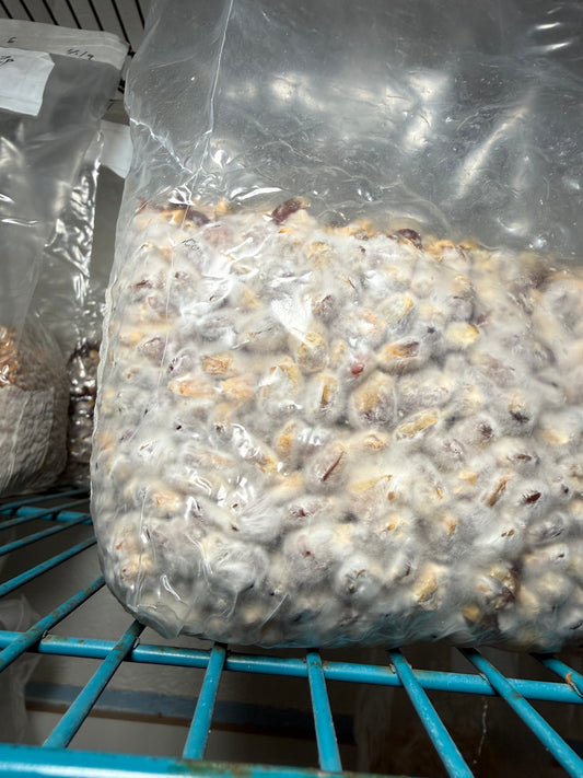 Colonized 3LB Bag - Orchraceocentrata | Formally named Natalensis