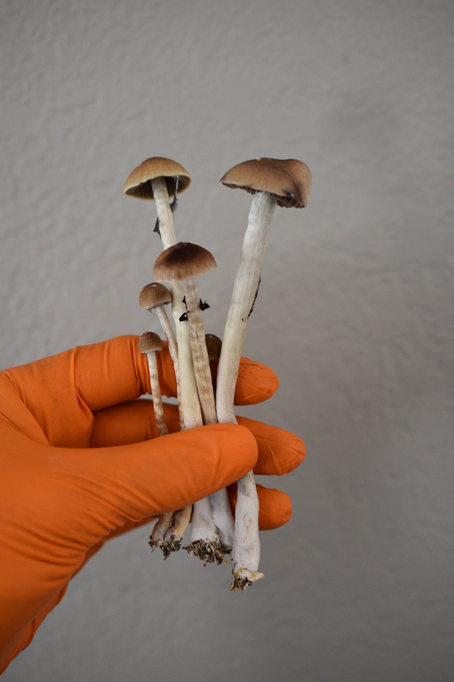 Blue Meanies (Cubensis)