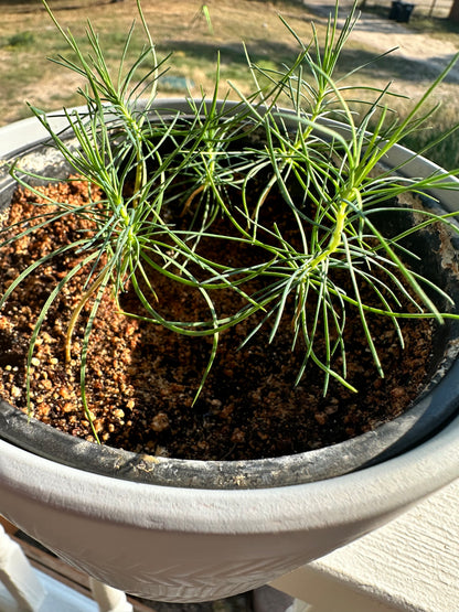 Ponderosa Pine (10 Pack Seeds)