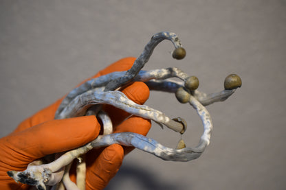 Psilocybe ochraceocentrata (formerly Psilocybe natalensis)