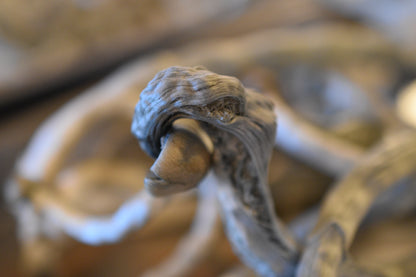 Psilocybe ochraceocentrata (formerly Psilocybe natalensis)