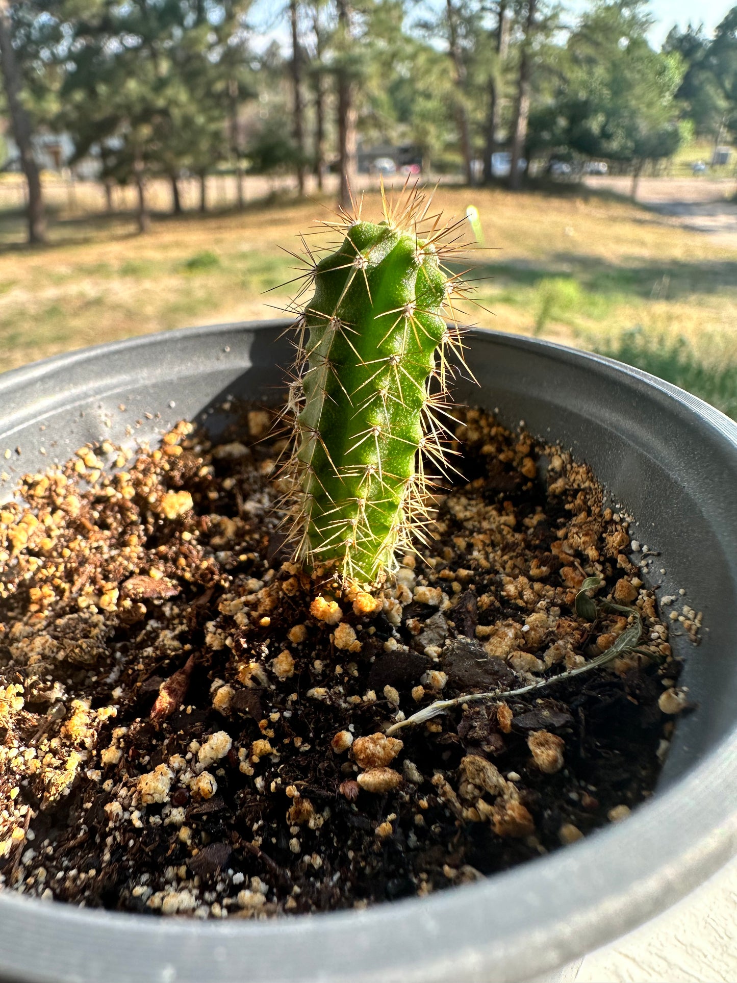 Peruvian Torch Seedlings 2 years Old