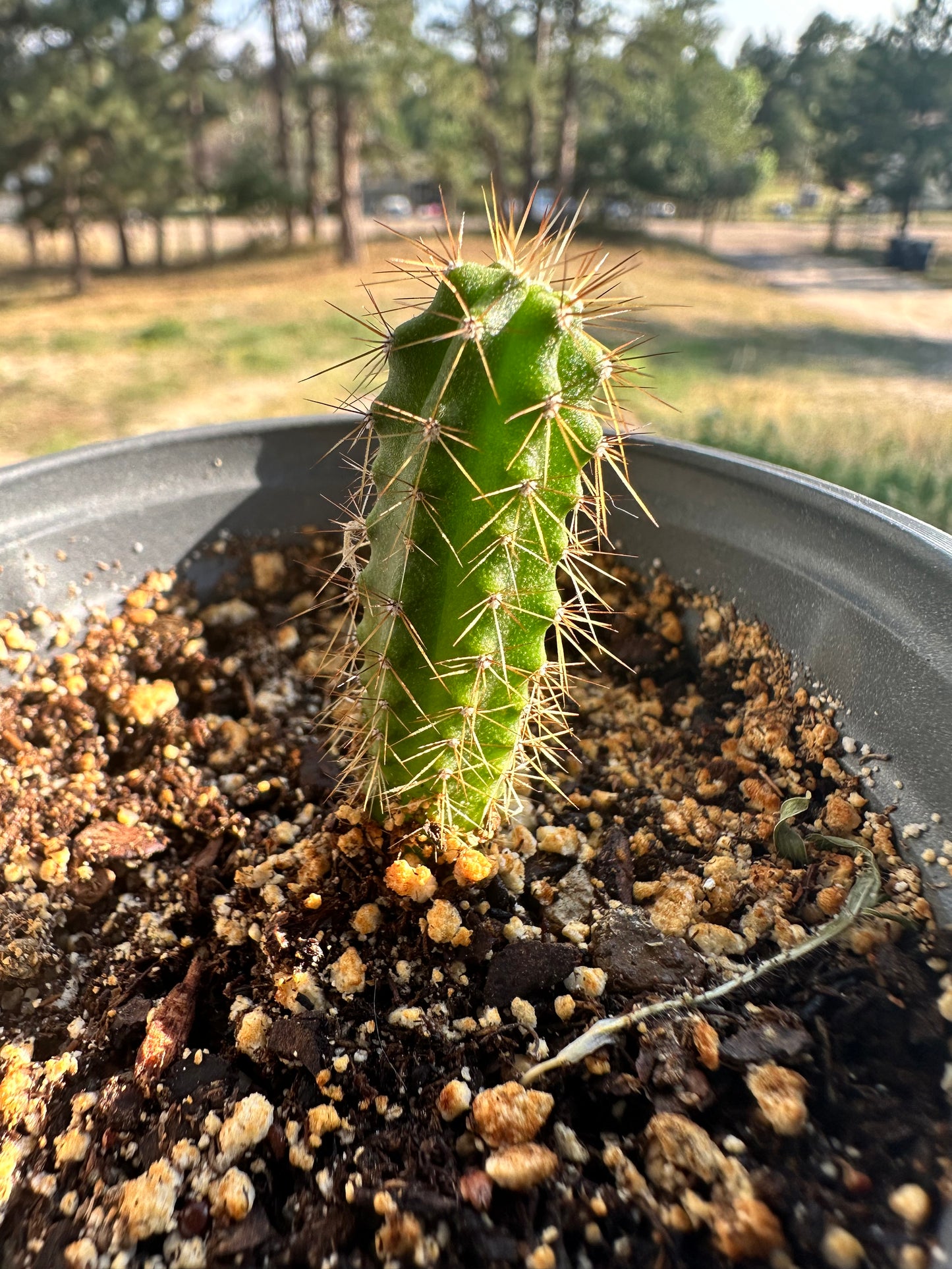 Peruvian Torch Seedlings 2 years Old