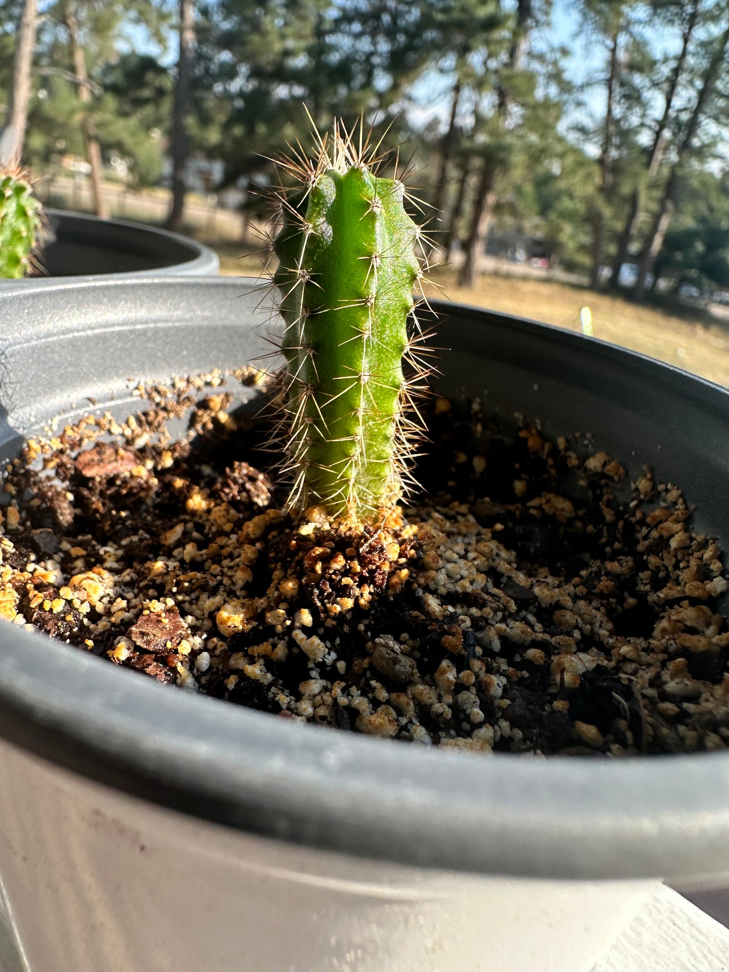 Peruvian Torch Seedlings 2 years Old