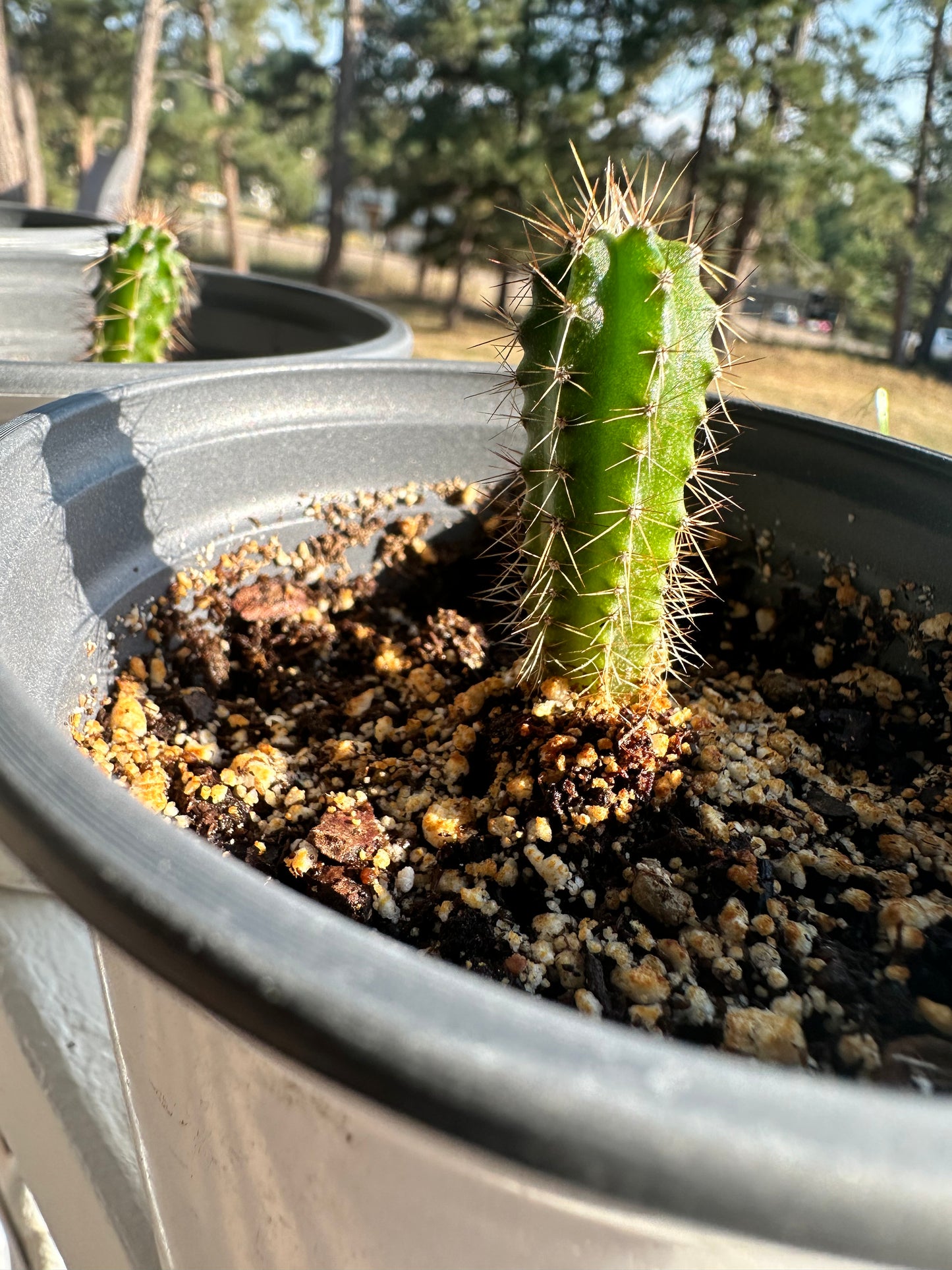 Peruvian Torch Seedlings 2 years Old