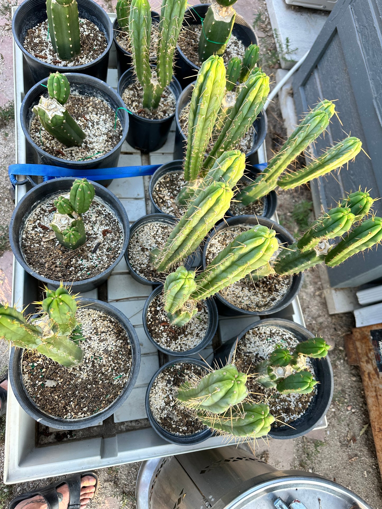 San Pedro Cuttings (6”)