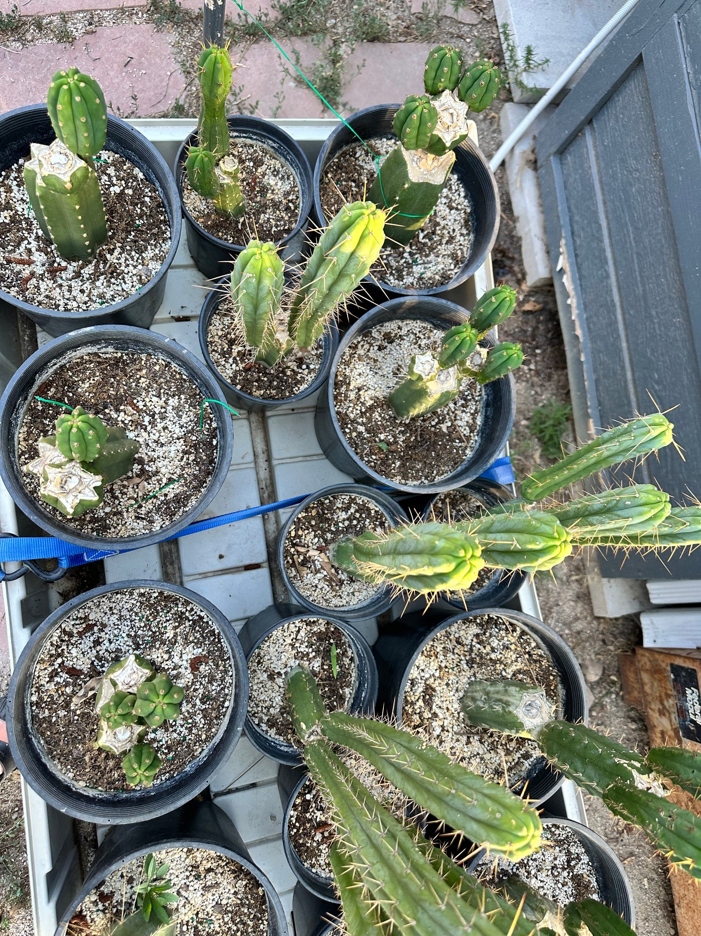 San Pedro Cuttings (6”)