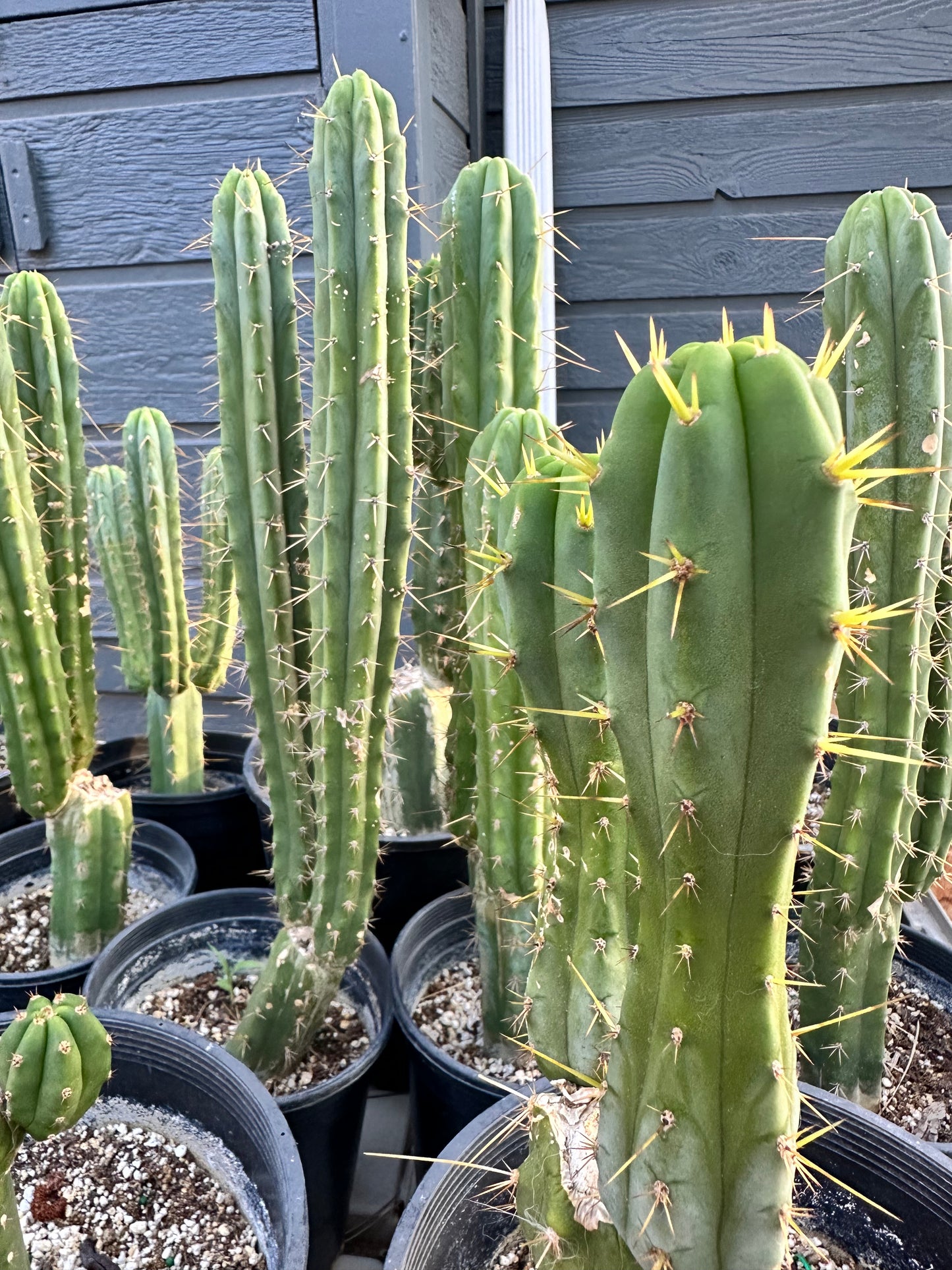 San Pedro Cuttings (6”)