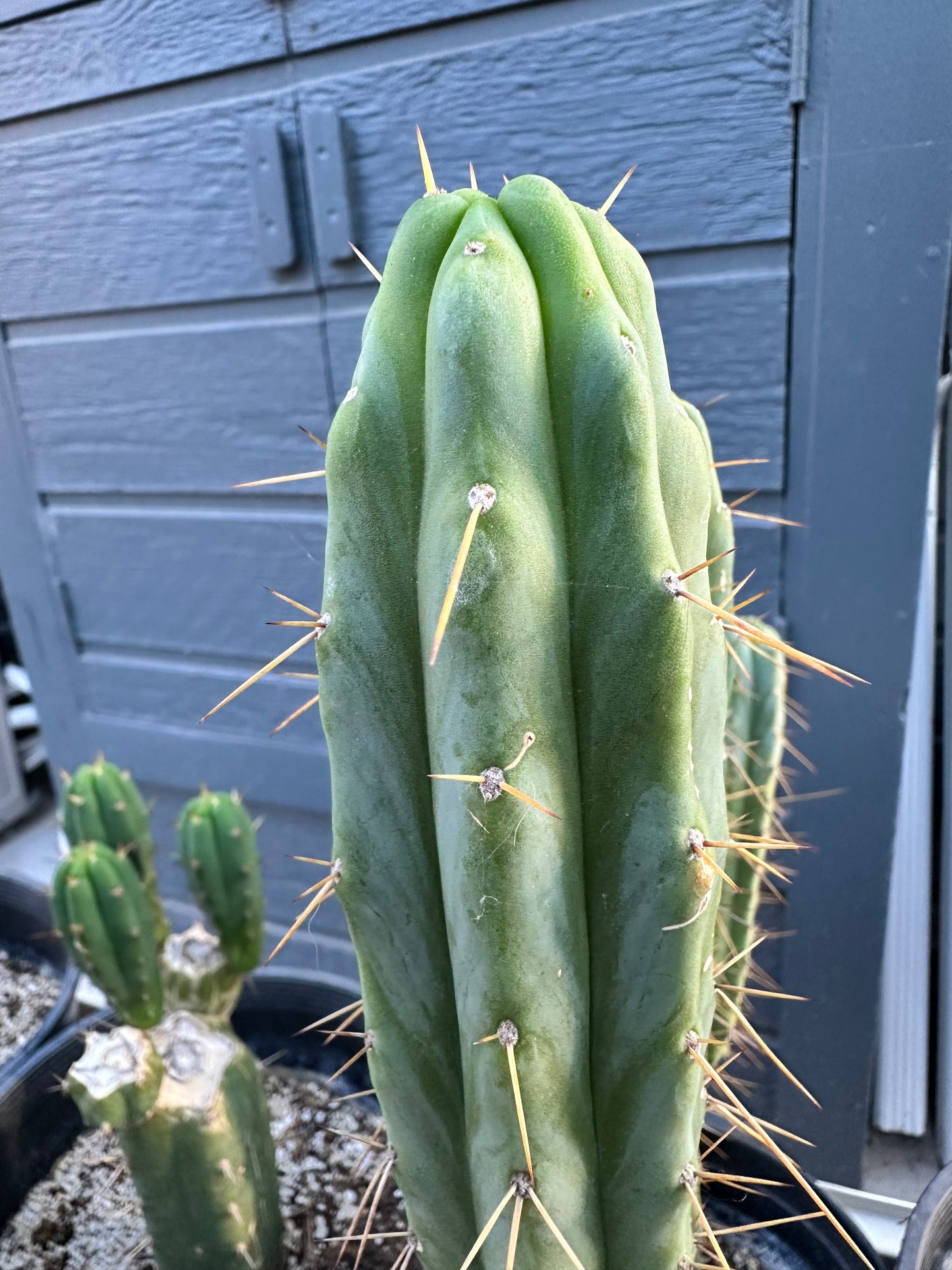 San Pedro Cuttings (6”)