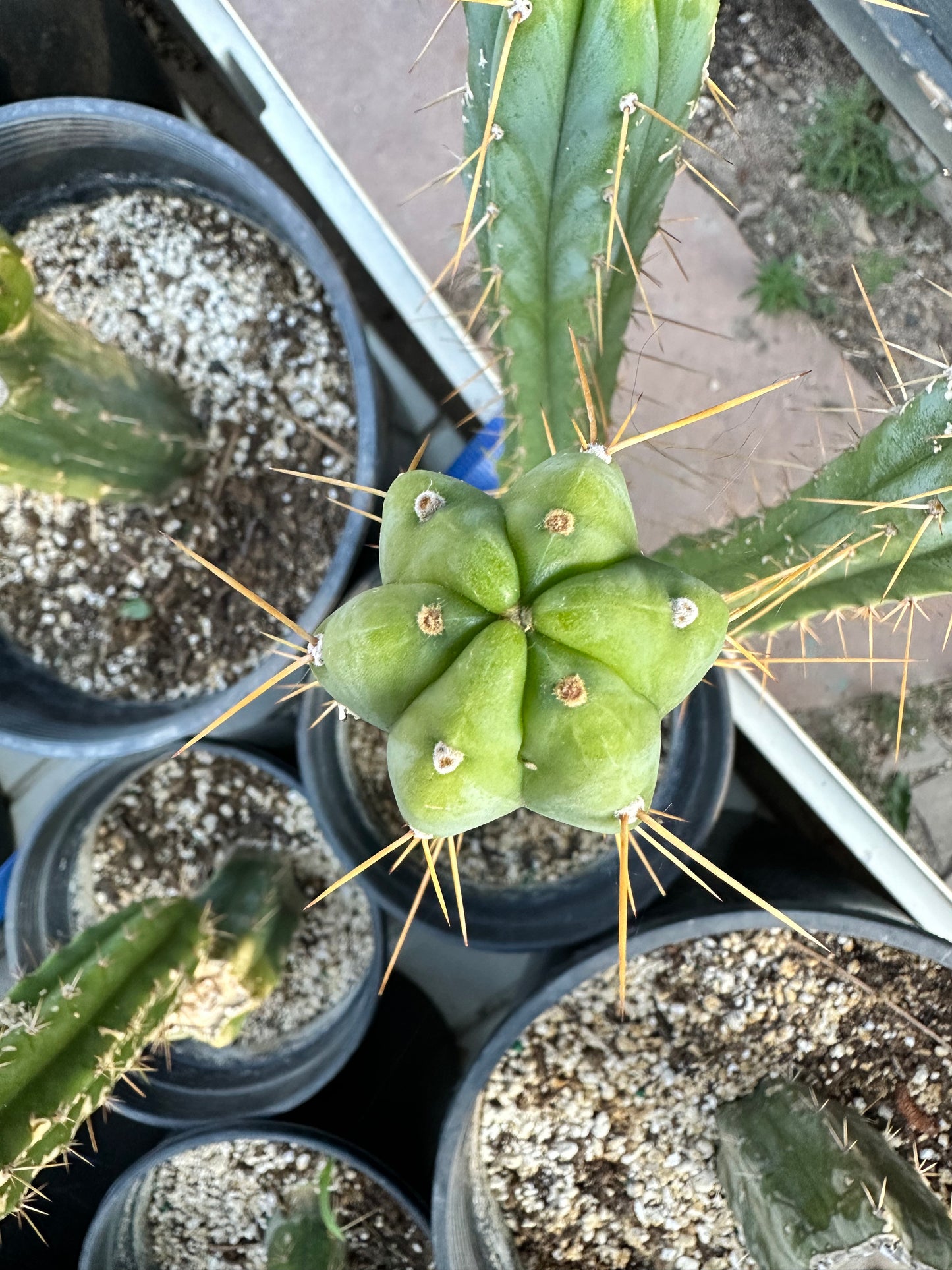 San Pedro Cuttings (6”)