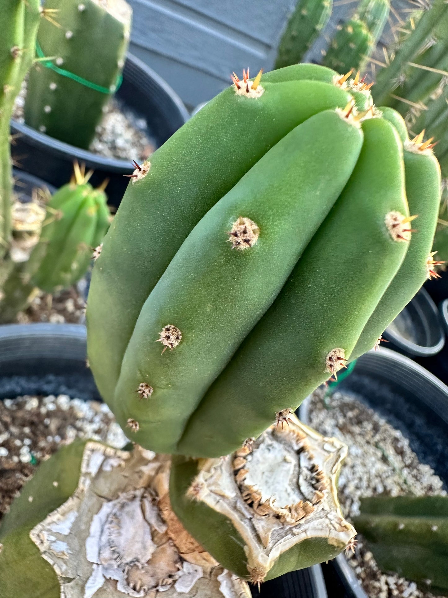 San Pedro Cuttings (6”)