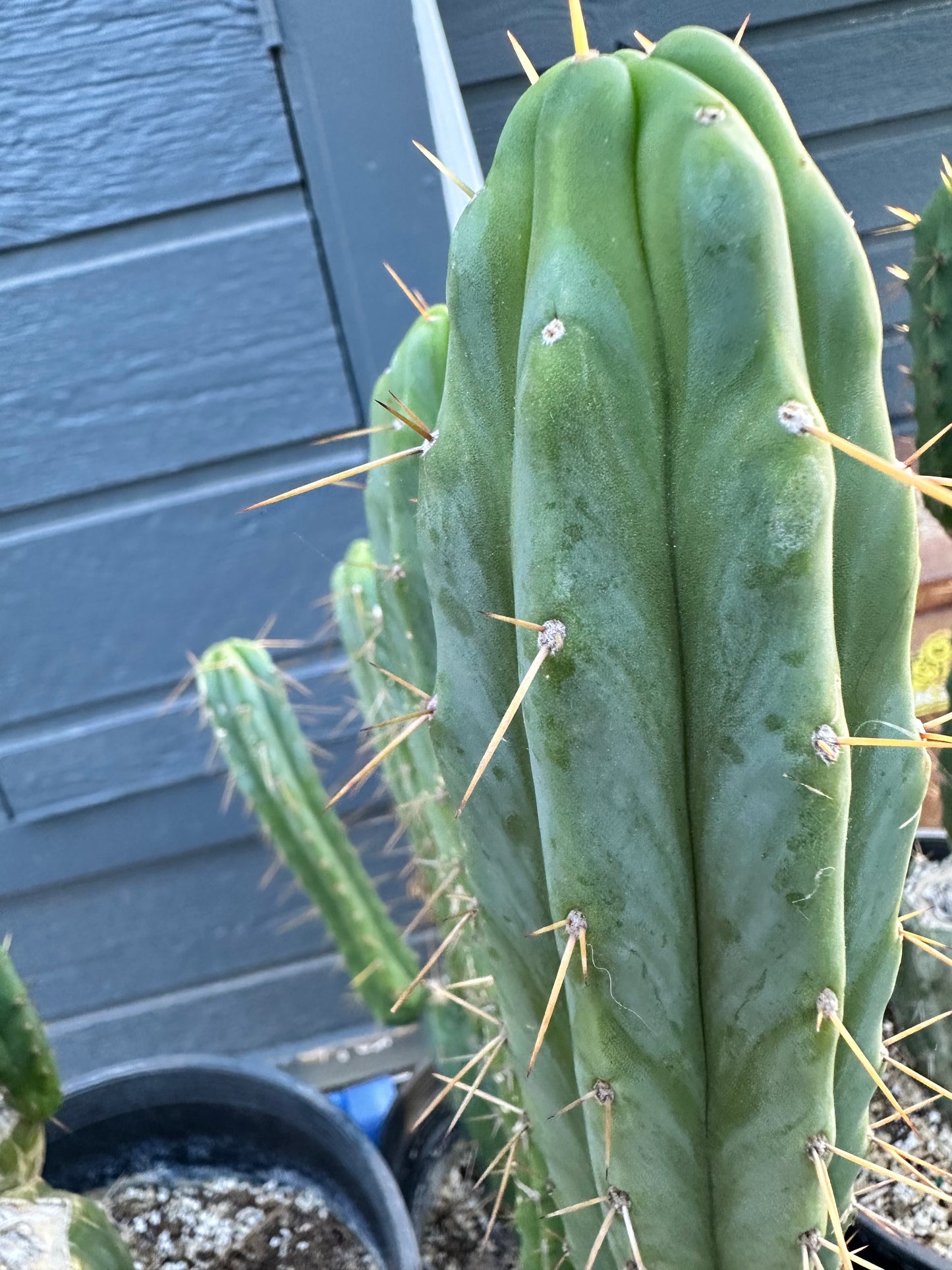 San Pedro Cuttings (6”)