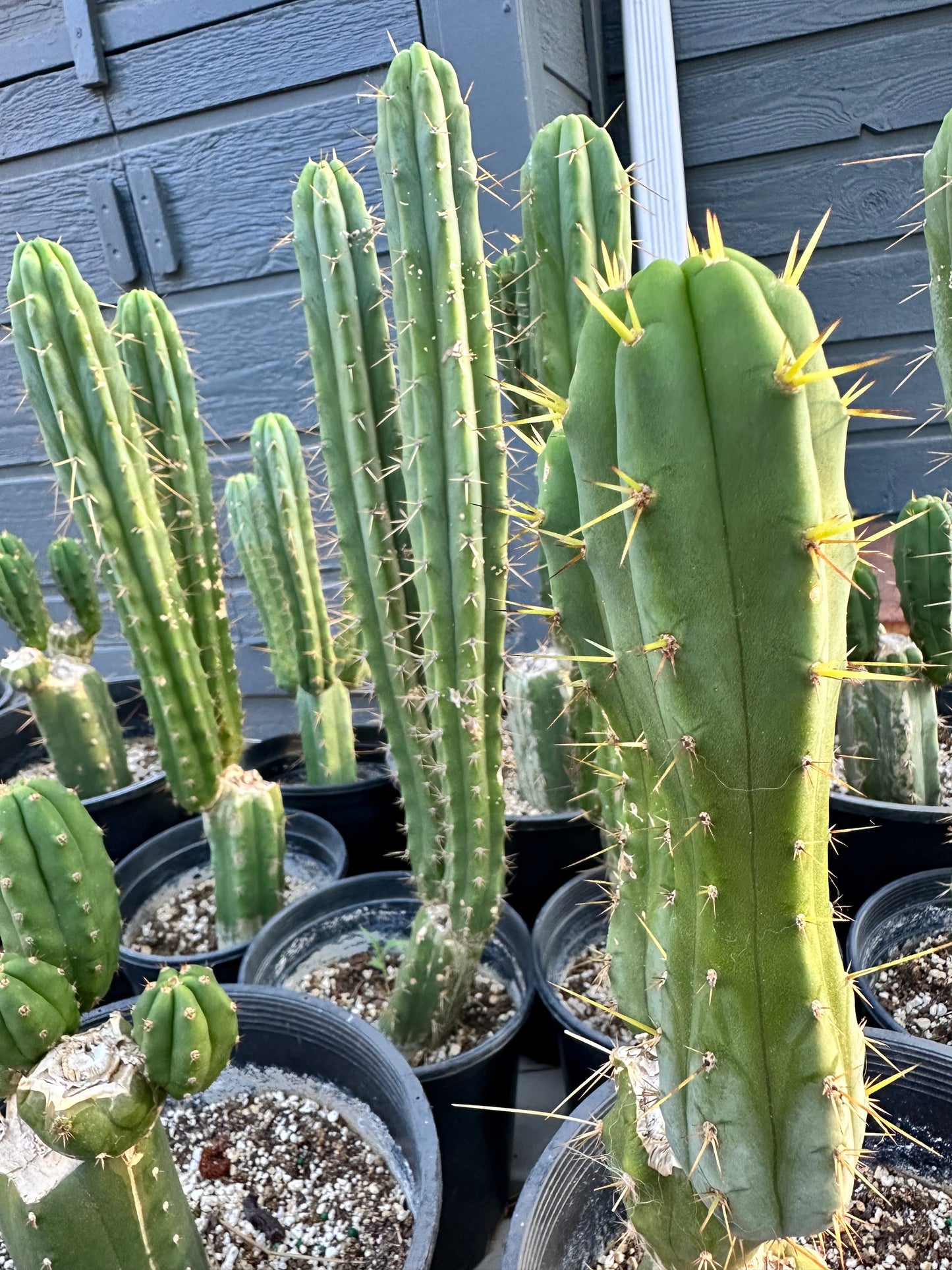 San Pedro Cuttings (6”)