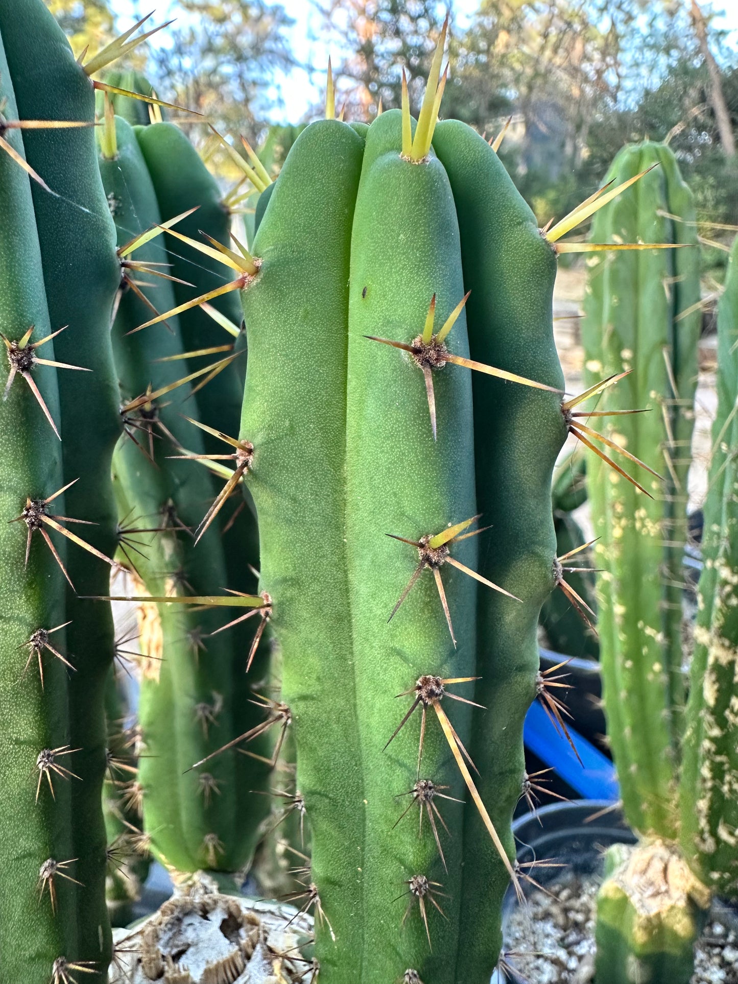 San Pedro Cuttings (6”)