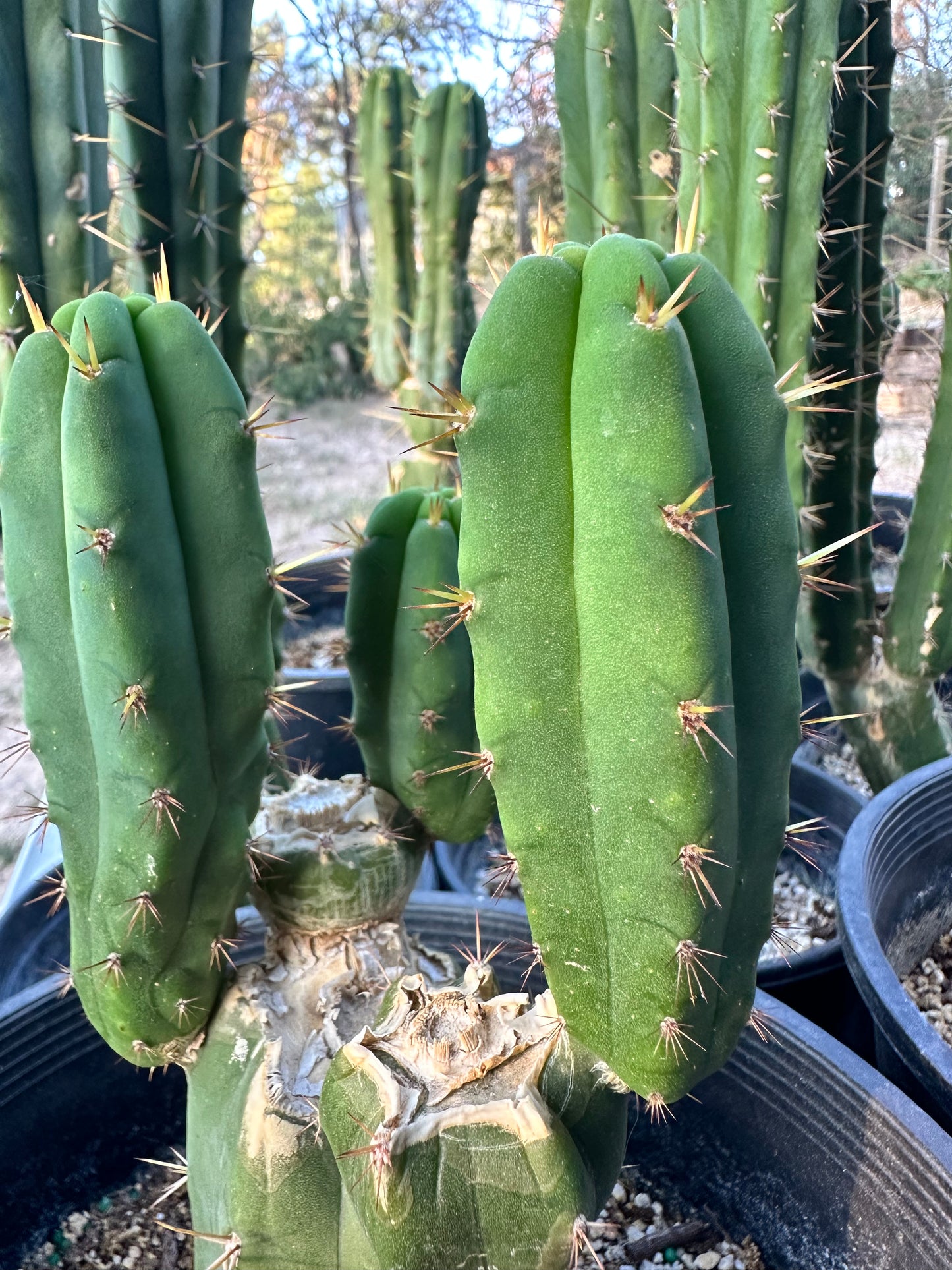 San Pedro Cuttings (6”)