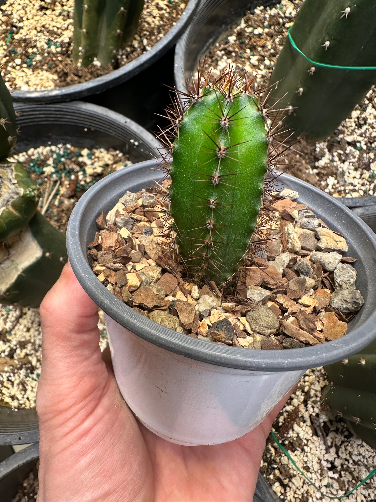 Peruvian Torch Seedlings 3 years Old
