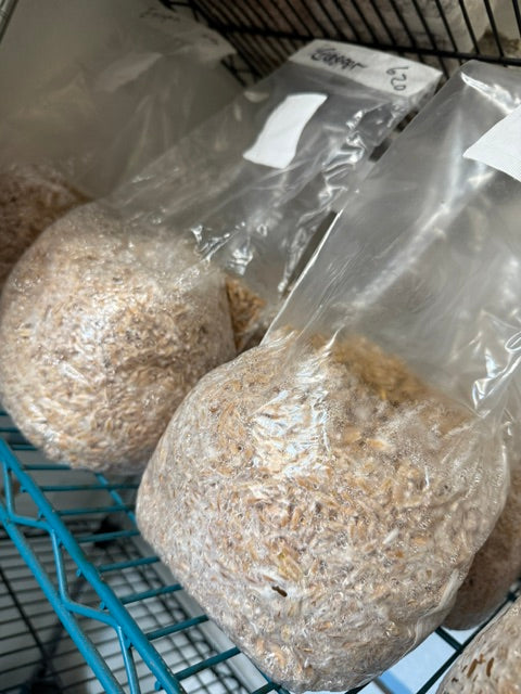 Colonized 3LB Bag - Storm Trooper
