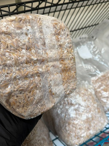 Colonized 3LB Bag - Enigma