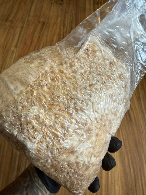 Colonized 3LB Bag - Casper